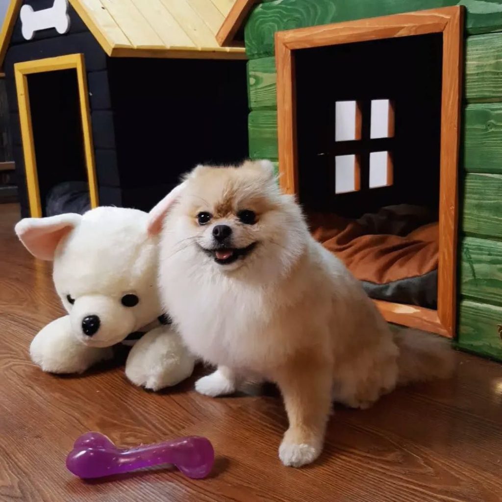 پانسیون سگ و گربه امیرآباد تهران,پانسیون حیوانات خانگی امیرآباد تهران,پانسیون سگ در امیرآباد تهران,پانسیون گربه در امیرآباد تهران,نگهداری حیوانات خانگی امیرآباد,پانسیون حیوانات خانگی مرکز تهران,بهترین پانسیون سگ و گربه در تهران،پانسیون حیوانات خانگی ارزان در امیرآباد،اقامتگاه سگ و گربه در امیرآباد تهران،پانسیون ۲۴ ساعته شبانه روزی حیوانات خانگی امیرآباد تهران،پانسیون تخصصی سگ‌های کوچک در تهران،پانسیون ویژه گربه‌های خانگی امیرآباد،پانسیون حیوانات خانگی با دامپزشک در امیرآباد،پانسیون شبانه روزی سگ،